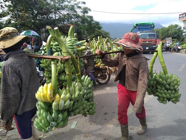 ‘Vuong quoc chuoi’ Tan Long nhon nhip ngay giap tet