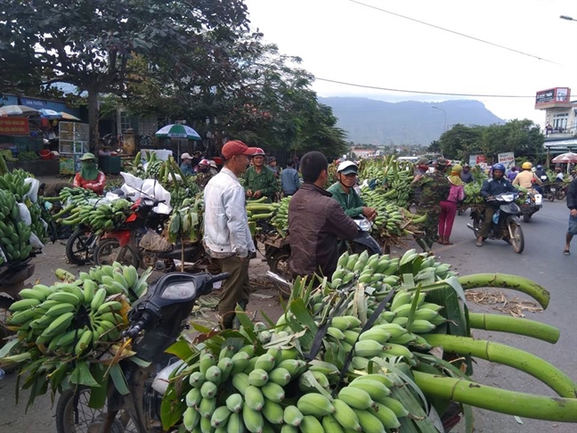 ‘Vuong quoc chuoi’ Tan Long nhon nhip ngay giap tet