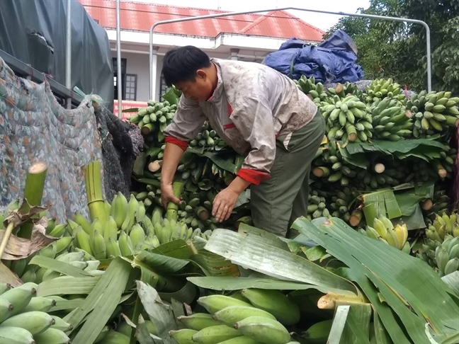 ‘Vuong quoc chuoi’ Tan Long nhon nhip ngay giap tet