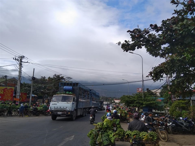 ‘Vuong quoc chuoi’ Tan Long nhon nhip ngay giap tet