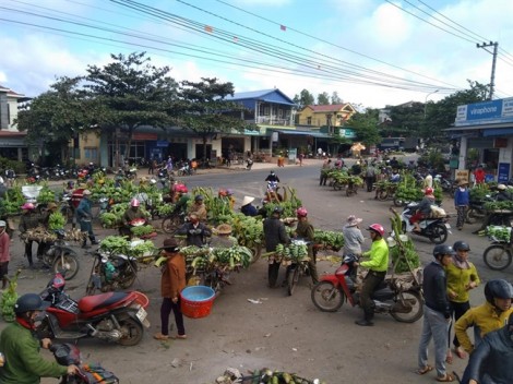 ‘Vương quốc chuối’ Tân Long nhộn nhịp ngày giáp tết