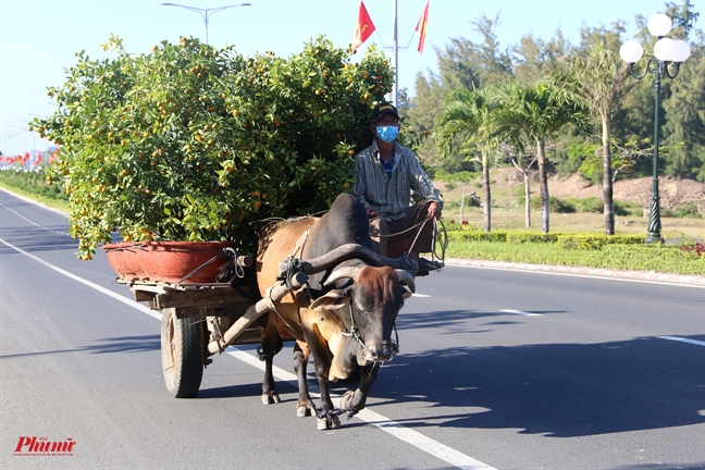 'Check in tet' Phu Yen: Voi va cho cai tet du day