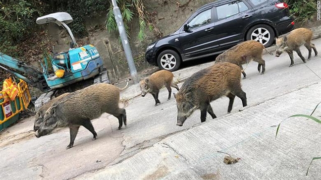 Hong Kong: Heo rung dai nao nha dan, lam loan san bay, trung tam mua sam