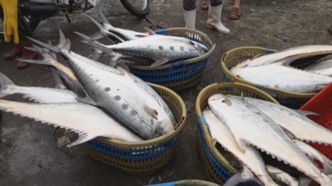 Ngư dân trúng mẻ cá bè vàng đầu xuân thu về hơn 6 tỷ đồng