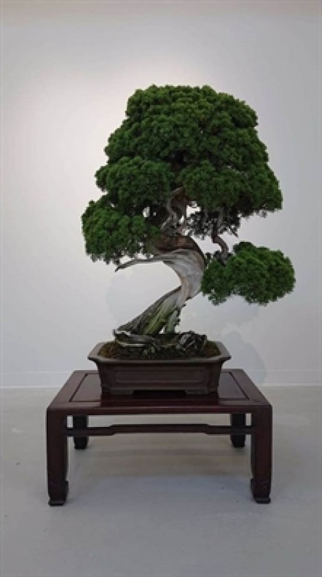 Nhật Bản: Kẻ gian đánh cắp 7 cây bonsai quý trong đêm