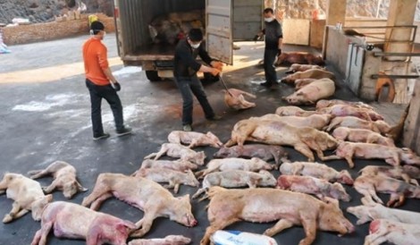 Dịch tả lợn châu Phi đã xuất hiện tại Việt Nam