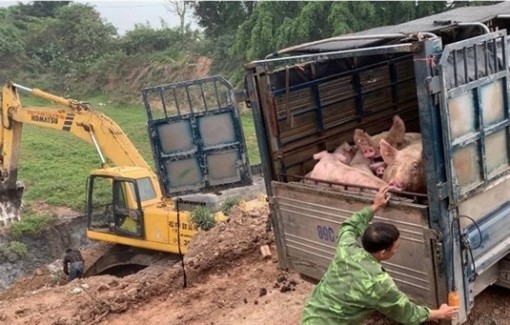 Dịch tả heo châu Phi: Yêu cầu làm rõ cơ chế truyền bệnh