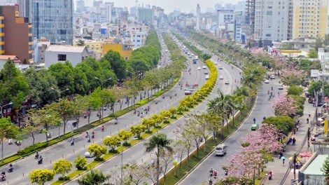 Ngắm mùa hoa nở giữa Sài Gòn