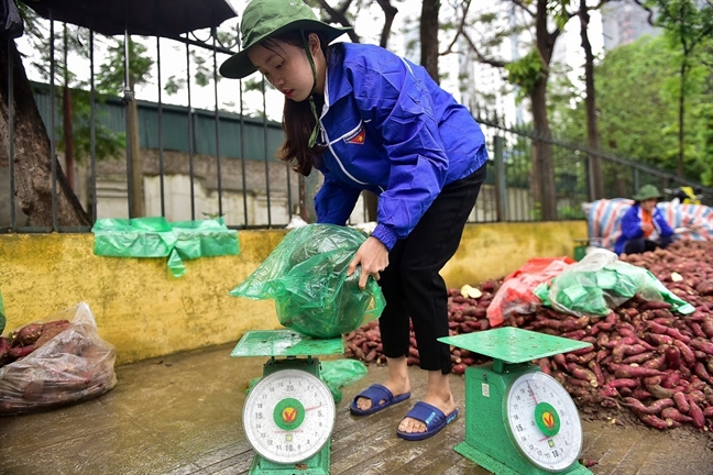 Nguoi Ha Noi bat chap mua gio 'giai cuu' khoai lang