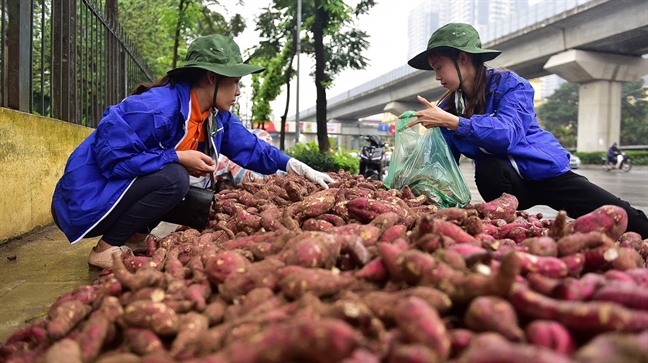 Nguoi Ha Noi bat chap mua gio 'giai cuu' khoai lang