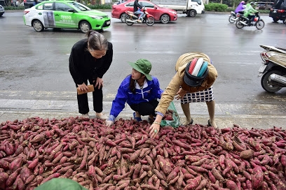 Nguoi Ha Noi bat chap mua gio 'giai cuu' khoai lang