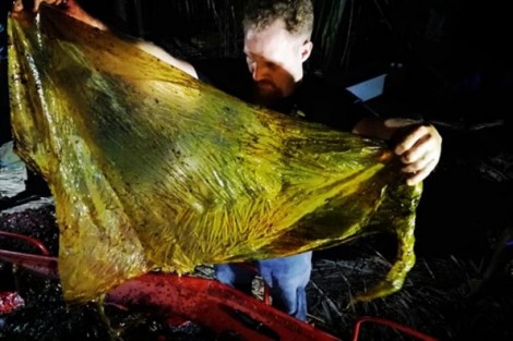 Cá voi chết do nuốt phải 40kg túi nylon