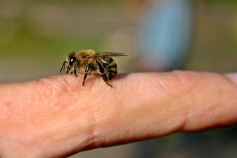 Dùng ong đốt vào các huyệt có trị đau khớp?