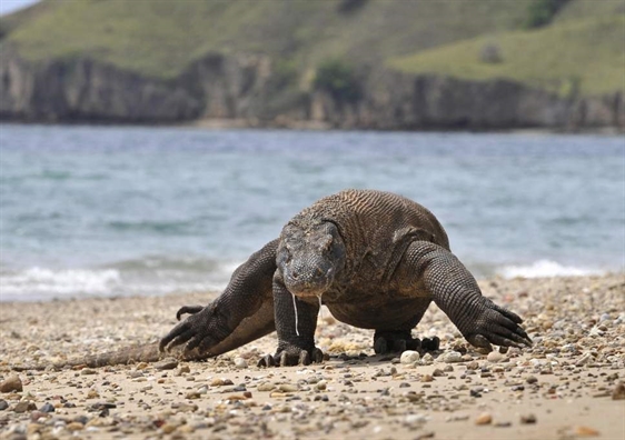 Indonesia chuan bi dong cua dao Komodo nham bao ve loai rong dat quy hiem