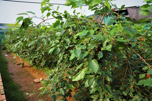 Dau tam chin ro, san luong tang manh nuc long dan vung ven Ha Noi