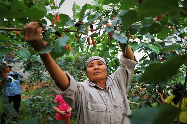 Dau tam chin ro, san luong tang manh nuc long dan vung ven Ha Noi