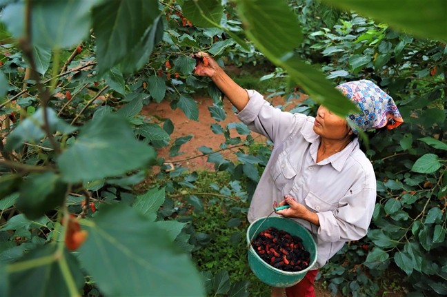 Dau tam chin ro, san luong tang manh nuc long dan vung ven Ha Noi