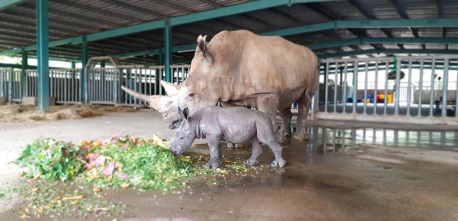 Lien tiep thu hiem sinh no tai ‘ngoi nha dong vat nam chau’ Vinpearl Safari