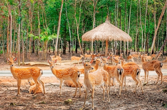 Lien tiep thu hiem sinh no tai ‘ngoi nha dong vat nam chau’ Vinpearl Safari