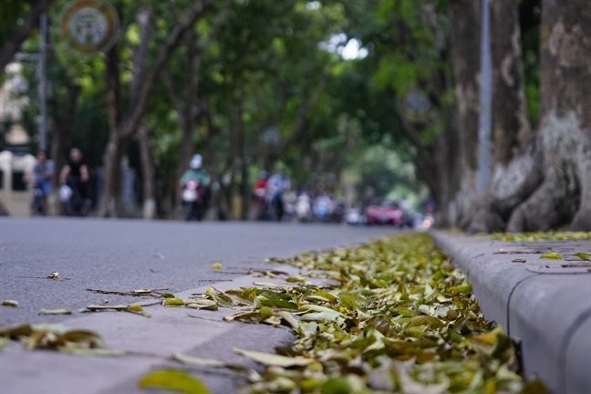 Nguoi Ha Noi chup anh voi la sau nhuom vang pho phuong ngay cuoi dot nghi le