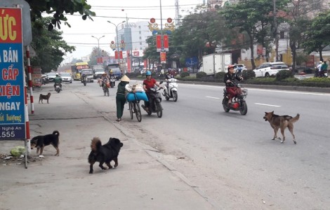 Bất an tình trạng chó thả rông cắn người