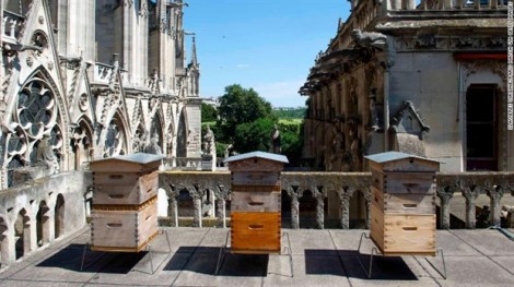 Đàn ong trên mái Nhà thờ Đức Bà sống sót qua lửa dữ