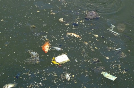 Bốn giải pháp ngăn cá chết ở kênh Nhiêu Lộc - Thị Nghè