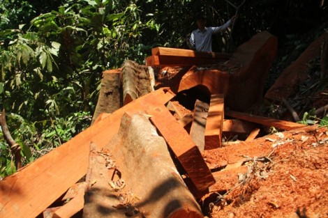 Hạ sát tan nát rừng cổ thụ ở Trà Leng - Quảng Nam