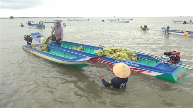 Hang ngan nguoi do ve Dat Mui khai thac ngheu giong