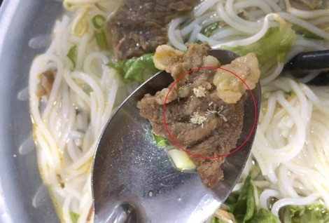 Nghệ An: Công nhân phát hiện cả ổ ấu trùng dòi trong suất ăn trưa