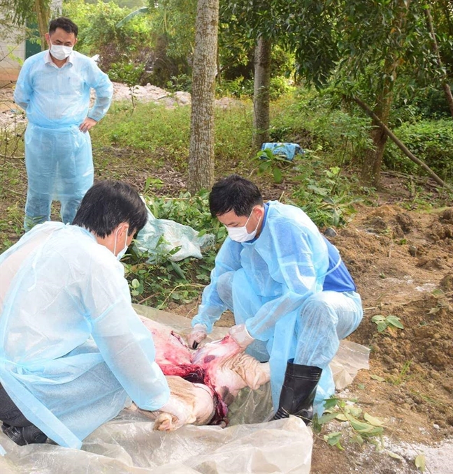 Hue cang minh chong dich ta heo chau Phi