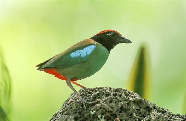 Cận cảnh những con chim lạ, đẹp khó tả ở Sài Gòn - Báo Phụ Nữ