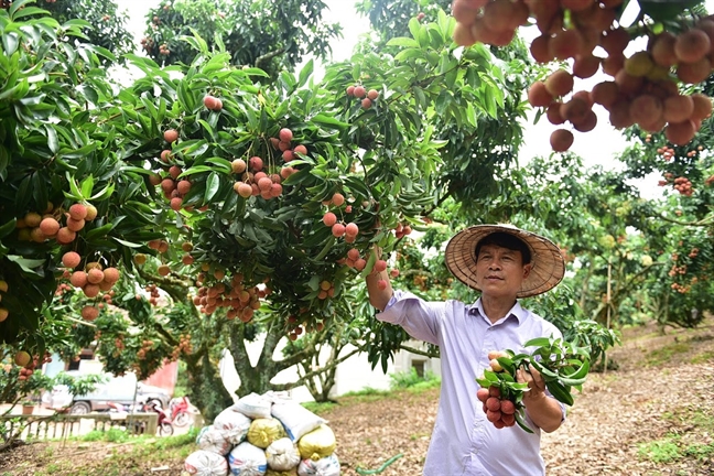 Ep vai thieu moc qua tren than cay, lao nong nguoi San Diu kiem tien ty moi nam