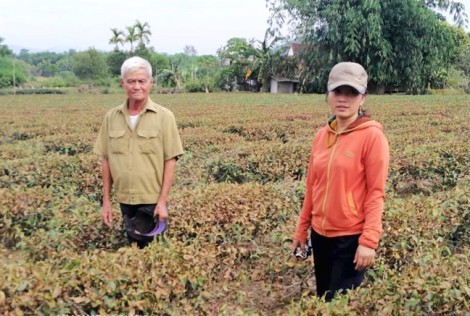 Kiệt sức, tử vong sau một đêm thức trắng tưới nước cứu đồi chè