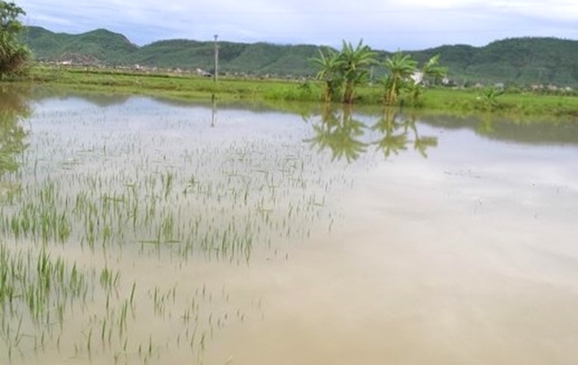 Chay ra ruong lua sau mua, 2 chau nho nga xuong nuoc tu vong