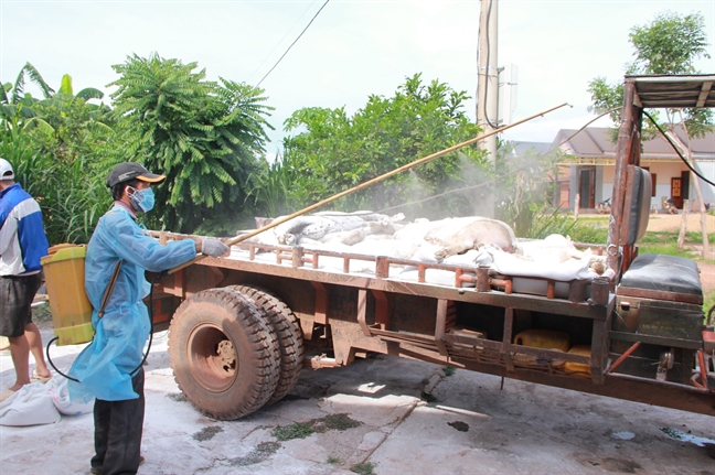 7 huyen thi cua tinh Dak Lak co dich ta heo chau Phi