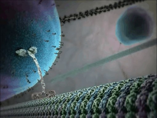 Những tế bào hạnh phúc cứ miệt mài đi bộ