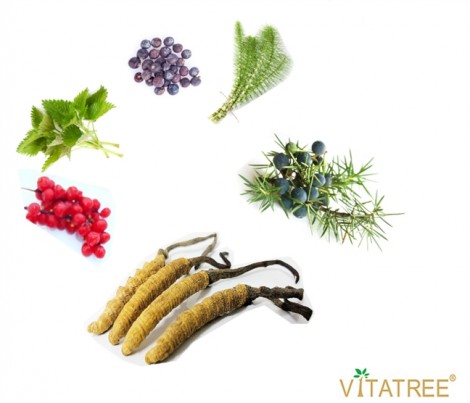 Viên uống bổ thận Vitatree Kidney Tonic