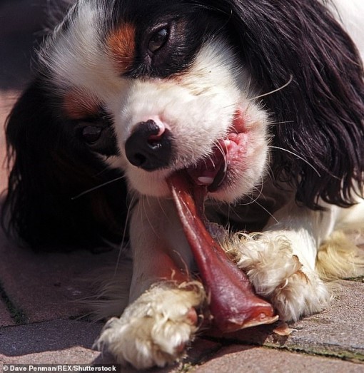 Hàng chục người bị nhiễm khuẩn Salmonella vì cho thú cưng ăn tai heo khô