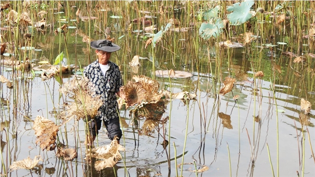 Mai nay, Hue  khong con sen Tinh