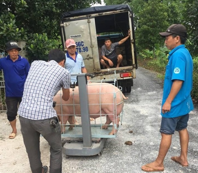 Gia heo hoi  bat ngo tang manh