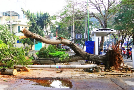 Sài Gòn thành 'đảo nhiệt', cây cũng chết khô