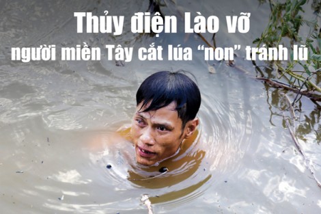 Thủy điện Lào vỡ, người miền Tây cắt lúa 'non' tránh lũ