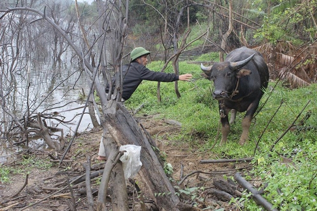 Trom trau, giau vao rung van khong thoat