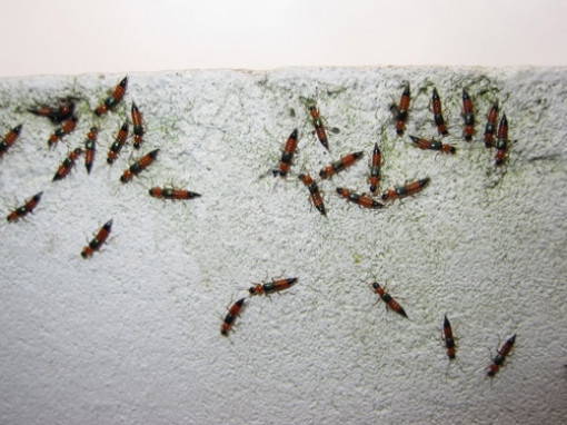 Tại sao kiến ba khoang bay vào Bệnh viện Đa khoa khu vực Thủ Đức?