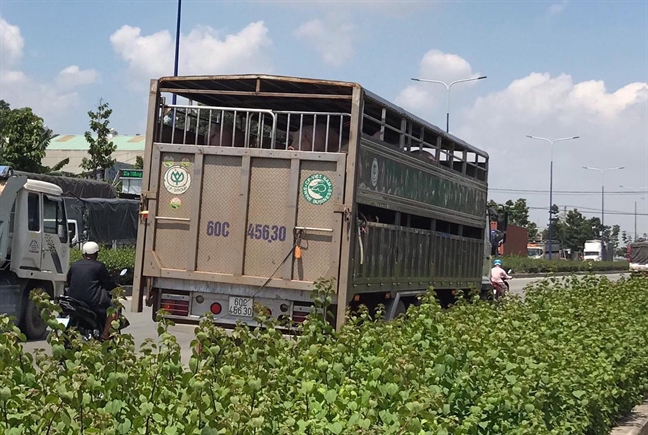 Nguoi dan ong bi xe tai cho heo tong chet giua nga tu