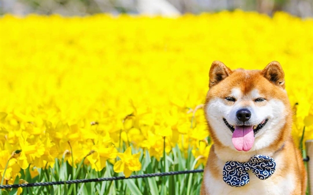 Bạn đang tìm kiếm một giống chó đáng yêu và trung thành cho gia đình của mình? Đừng bỏ lỡ bức ảnh này - với hình ảnh của chó Shiba Inu bạn sẽ không thể cưỡng lại được những cảm xúc tràn đầy tình yêu và sự ngọt ngào.