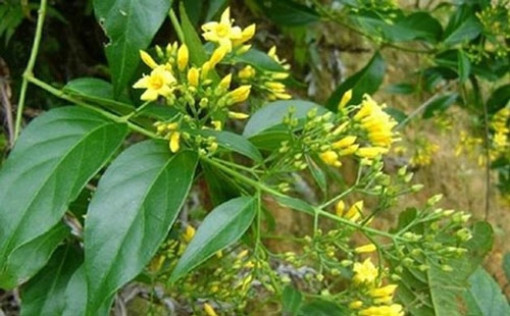 Chán đời, người đàn ông vừa uống Paracetamol vừa ăn lá ngón để tự tử