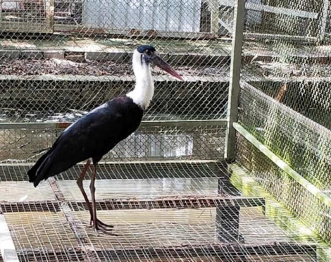 Phát hiện nhiều loài chim quý hiếm bị ‘giam cầm’ ở TP.Cần Thơ