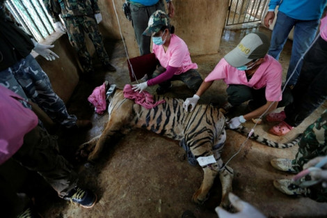 Hổ chết hàng loạt sau khi được giải cứu từ Đền Hổ ‘khét tiếng’ Thái Lan